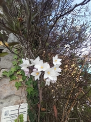 Solanum laxum