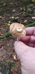 Hebeloma