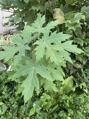 Acer
