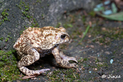 Duttaphrynus melanostictus