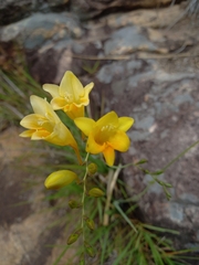 Freesia corymbosa