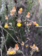 Hermannia stipulacea