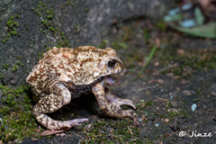 Duttaphrynus melanostictus