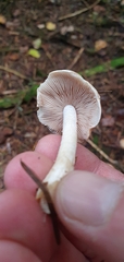 Hebeloma