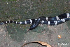 Bungarus multicinctus