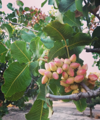 Pistacia vera