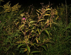 Vernonia noveboracensis