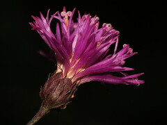 Vernonia noveboracensis