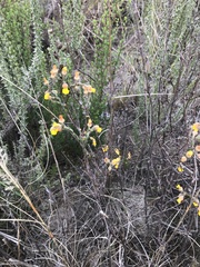 Hermannia stipulacea
