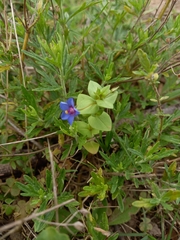 Lysimachia arvensis caerulea