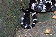 Bungarus multicinctus