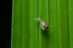 Bradybaena similaris