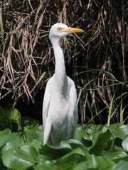 Ardea intermedia