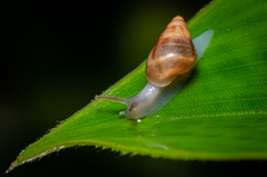 Drymaeus serperastrum