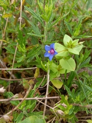 Lysimachia arvensis caerulea