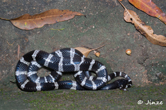 Bungarus multicinctus