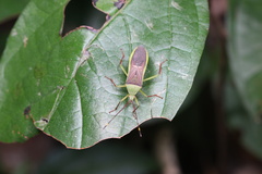 Anacanthocoris