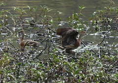 Dendrocygna eytoni
