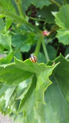 Cheilomenes propinqua