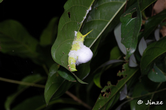 Marumba dyras