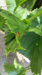 Cheilomenes propinqua