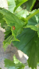 Cheilomenes propinqua