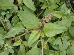 Amaranthus deflexus