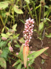 Persicaria maculosa
