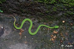 Trimeresurus albolabris