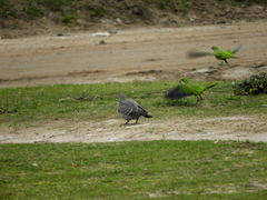 Patagioenas maculosa