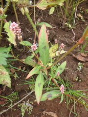Persicaria maculosa