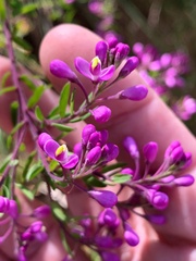 Comesperma hispidulum