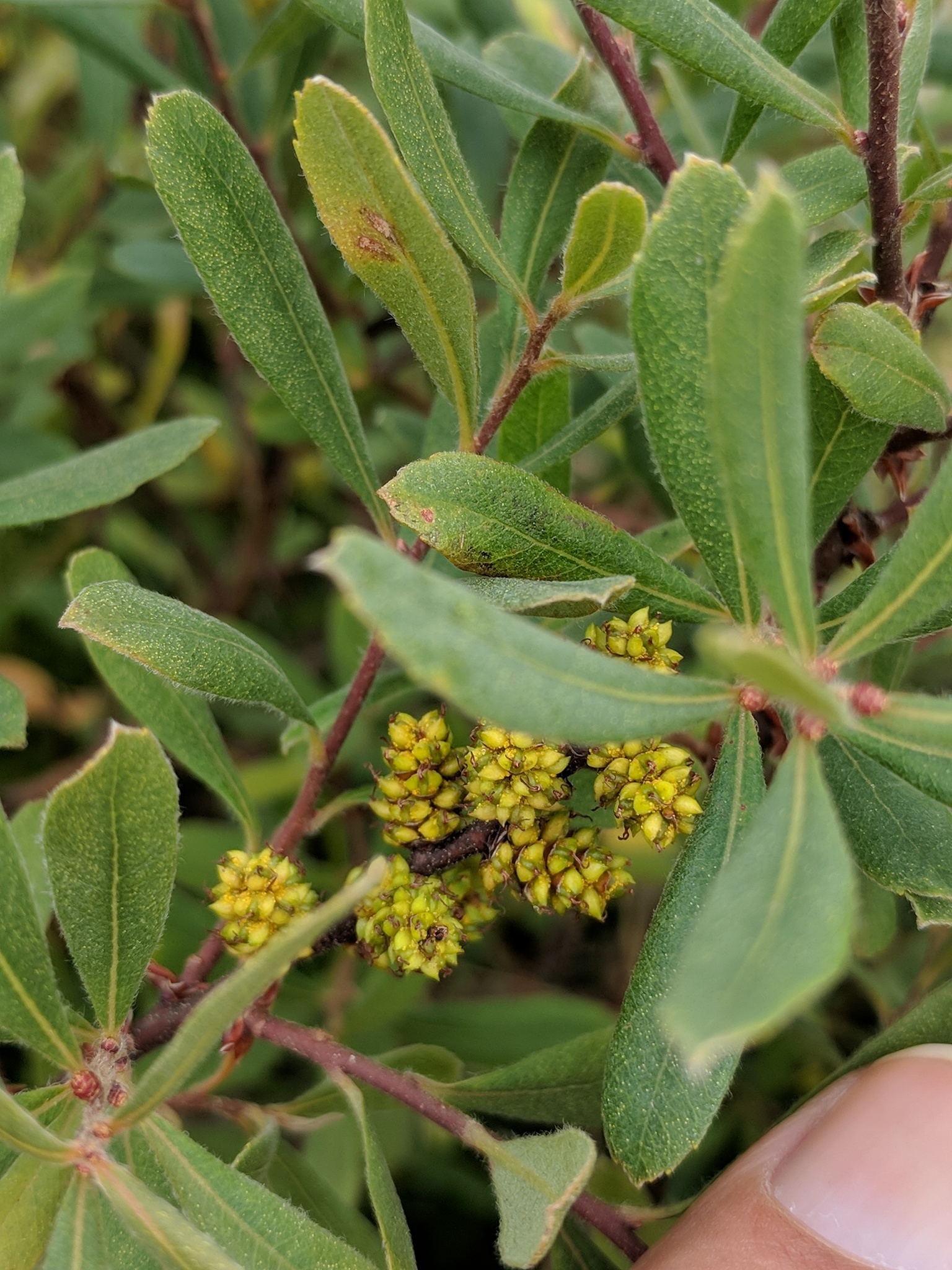 Myrica