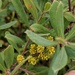 Bog Myrtles - Photo (c) Mike, some rights reserved (CC BY-NC), uploaded by Mike