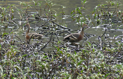 Dendrocygna eytoni