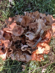 Desarmillaria caespitosa