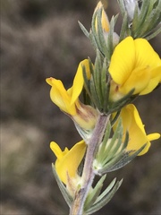 Aspalathus glabrescens