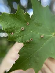 Dasineura communis
