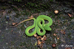 Trimeresurus albolabris