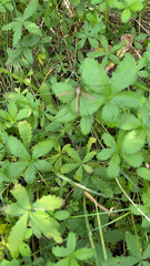 Potentilla reptans
