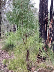 Persoonia longifolia