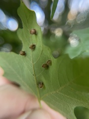 Dasineura communis
