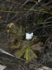 Drosera zeyheri