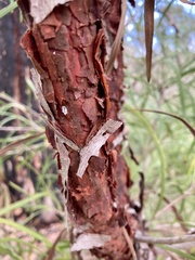 Persoonia longifolia