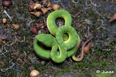 Trimeresurus albolabris