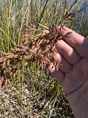 Schoenoplectus californicus