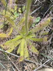 Drosera zeyheri