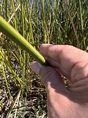 Schoenoplectus californicus