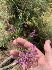 Comesperma hispidulum