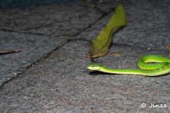 Trimeresurus albolabris